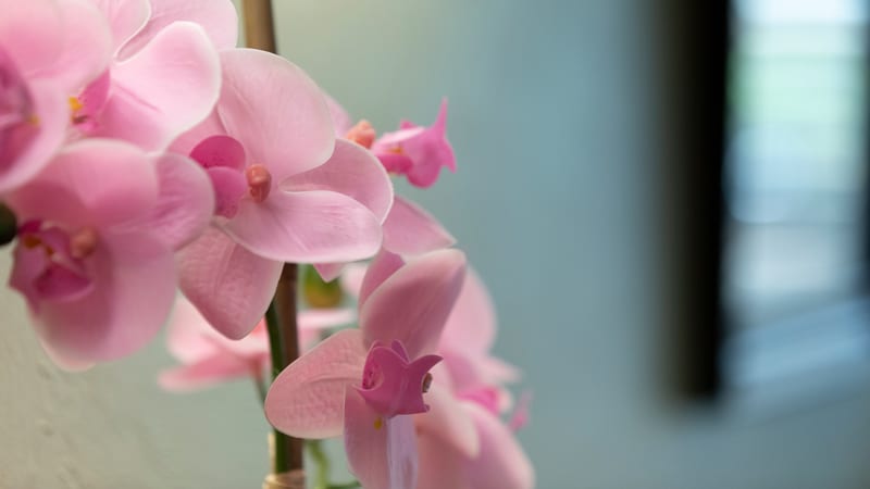 Fresh Flowers in Every Room | Bellevue Health and Rehabilitation